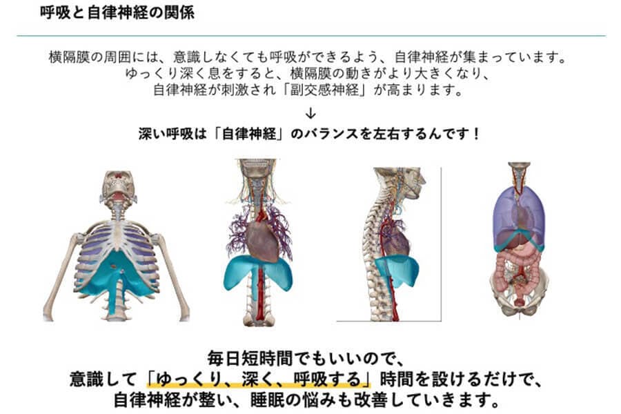 ゆるゆる解剖学セミナー｜健康経営